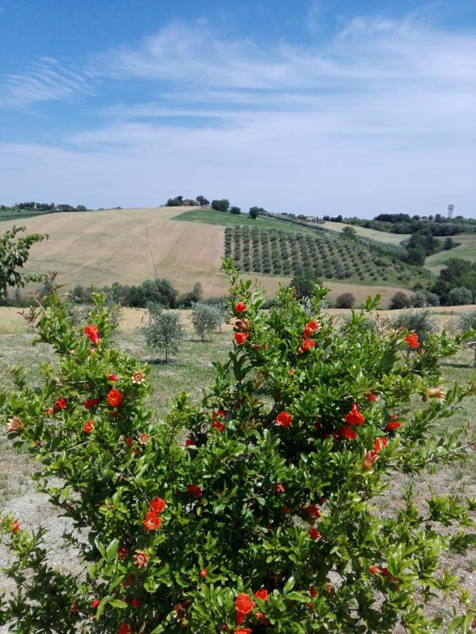 Il Giardino Nella Valle Belvedere Ostrense Exterior photo